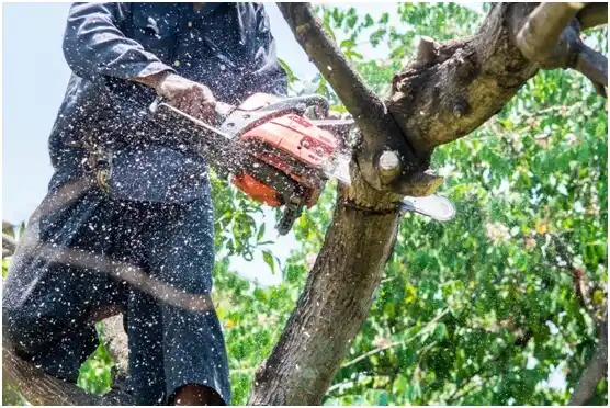 tree services Seward